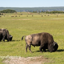 Bizons in Yellowstone NP © fotografiepetra