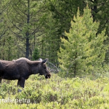 Eland Rocky Mountains NP © fotografiepetra