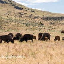 Kudde Bizons met bizonkalfjes © fotografiepetra