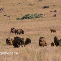 Kudde bizons Antelope Island SP © fotografiepetra psd