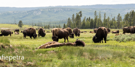 Panorama Bizons Yellowstone NP © fotografiepetra