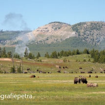 Bizons in Yellowstone NP© fotografiepetra