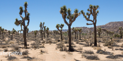 Panorama Joshua tree NP1 © fotografiepetra