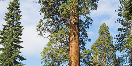 Panorama Sequoia NP 1 © fotografiepetra