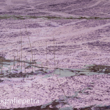 Blauwalg landschap © FotografiePetra