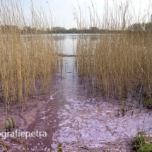 Geestmerambacht Riet Blauwalg roze © FotografiePetra