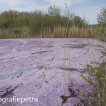 Geestmerambacht & blauwalg 1 © FotografiePetra