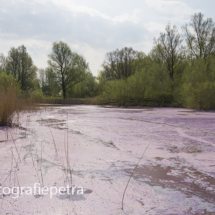 Geestmerambacht & blauwalg 2 © FotografiePetra