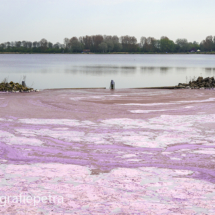 Geestmerambacht blauwalg roze © FotografiePetra