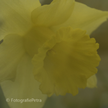 Narcis © FotografiePetra