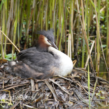 Fuut op haar nest © FotografiePetra
