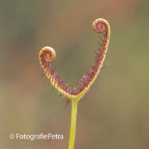 Zonnedauw rolt uit © FotografiePetra