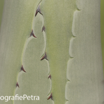 Abstract Agave 1© FotografiePetra