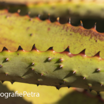 Abstract Agave rode rand 1© FotografiePetra