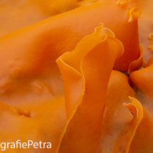 Abstract Grote oranje bekerzwam© FotografiePetra