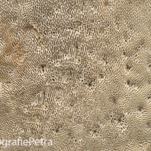 Abstract onderkant Berkenzwam © FotografiePetra