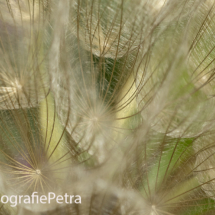 Abstract plant © FotografiePetra