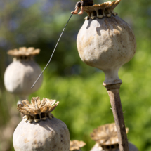 Vissen op een papaverbol © FotografiePetra