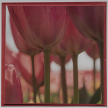 Kaart Rode tulpen @FotografiePetra