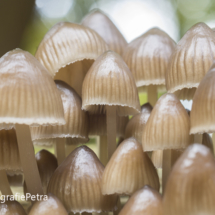 Mycena © FotografiePetra