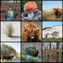 Collage HAF Duin en Bos © FotografiePetra