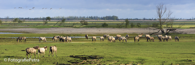 Oostvaardersplassen panorama © FotografiePetra