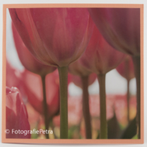Serie bloemen foto 555 © FotografiePetra