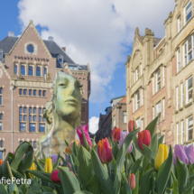 Tulpen Rokin © FotografiePetra