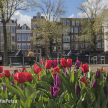 Tulpen in Amsterdam © FotografiePetra