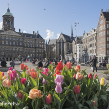 Tulpen op de dam © FotografiePetra