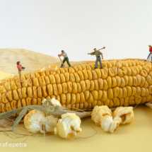 Mais wordt popcorn © Fotografiepetra